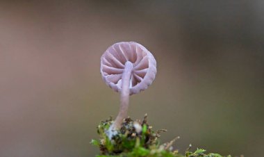 Mycena meliigena minicik mor renkli mantar çürüyen odunların üzerinde yetişir. Mycena meliigena (syn Mycena corticola), koleksiyoncular tarafından nadiren birkaç milimetreden fazla ölçülen muhteşem bir mantardır..