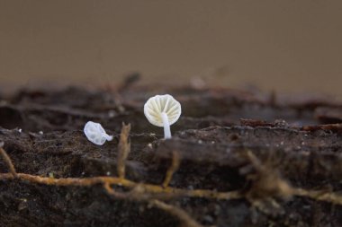 Mycena Adscendens, Mycenaceae familyasından bir mantar türüdür. Mantar, şeker benzeri granüllerle tozlanmış gibi görünen 7.5 mm 'ye varan küçük beyaz meyve gövdeleri üretir.