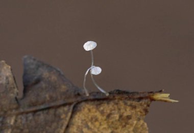 Mycena polyadelpha bir tarikat üyesidir. Poliadelu, ve küçük boyutuyla karakterize edilir, tüm karpoporun beyaz rengi, uzak, geniş çaplı bitişik lamellae ve çürüyen meşe yapraklarının oluşumu