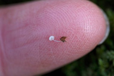 Mycena polyadelpha bir tarikat üyesidir. Poliadelu, ve küçük boyutuyla karakterize edilir, tüm karpoporun beyaz rengi, uzak, geniş çaplı bitişik lamellae ve çürüyen meşe yapraklarının oluşumu