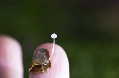 Mycena polyadelpha is a member of sect. Polyadelphia, and is characterized by the small size, the white colour of the entire carpophore, the distant, broadly adnate lamellae and the occurence on decaying oak leaves clipart