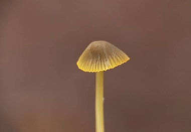 Mycena aurantiomarginata, Mycenaceae familyasından bir mantar türüdür.