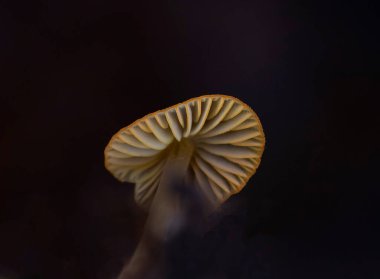 Mycena aurantiomarginata, Mycenaceae familyasından bir mantar türüdür.