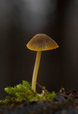 Mycena aurantiomarginata, Mycenaceae familyasından bir mantar türüdür.