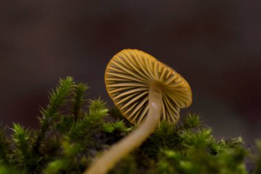 Mycena aurantiomarginata, commonly known as the golden-edge bonnet, is a species of agaric fungus in the family Mycenaceae clipart