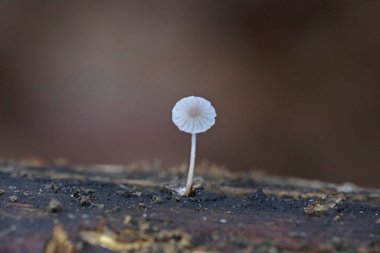 Phloeomana speirea (Mycena speirea) ya da kısaca Mycena, Porotheleacea familyasından bir mantar türüdür.