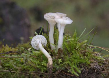 Cuphophyllus virgineus, Hygrophoraceae familyasından bir agarik türü. Önerilen İngilizce yaygın adı karlı balmumu kaplamadır