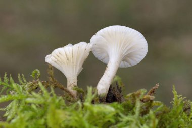 Cuphophyllus virgineus, Hygrophoraceae familyasından bir agarik türü. Önerilen İngilizce yaygın adı karlı balmumu kaplamadır