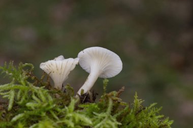 Cuphophyllus virgineus, Hygrophoraceae familyasından bir agarik türü. Önerilen İngilizce yaygın adı karlı balmumu kaplamadır