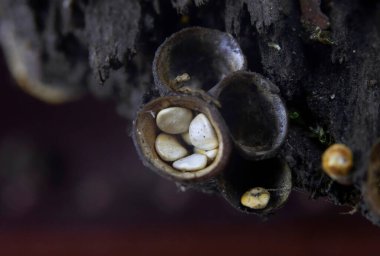 Crucibulum laeve (yaygın kuş yuvası mantarı). Crucibulum, Nidulariaceae familyasından bir mantar cinsidir ve meyveleri yumurta dolu minik kuş yuvalarına benzer..