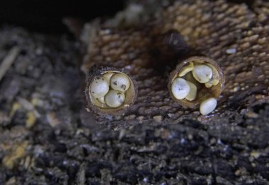 Crucibulum laeve (yaygın kuş yuvası mantarı). Crucibulum, Nidulariaceae familyasından bir mantar cinsidir ve meyveleri yumurta dolu minik kuş yuvalarına benzer..