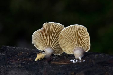 Acı İstiridye Mantarları - Panellus stipticus, ölü ağaçlarda vahşi mantarlar. Siyah arka planda izole edilmiş mantarlar..