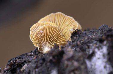 Panellus stipticus, ölü ormandaki vahşi mantarlar. Panellus stipticus, genellikle acı istiridye olarak bilinir, burgaç panus, ışıldayan panel, ya da stiptik mantar.. 