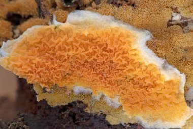 Güzel bir portakal kabuğu mantarı, leucogyrophana yumuşakçaları. Leucogyrophana mollusca leucogyrophana cinsi ve Hygrophoropsidaceae familyasından bir mantar türü..