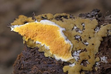 Güzel bir portakal kabuğu mantarı, leucogyrophana yumuşakçaları. Leucogyrophana mollusca leucogyrophana cinsi ve Hygrophoropsidaceae familyasından bir mantar türü..