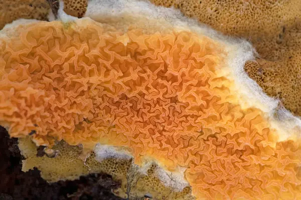 Güzel bir portakal kabuğu mantarı, leucogyrophana yumuşakçaları. Leucogyrophana mollusca leucogyrophana cinsi ve Hygrophoropsidaceae familyasından bir mantar türü..