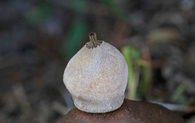 A closeup shot of a Geastrum pectinatum, an inedible species of mushroom belonging to the earthstar family.  clipart