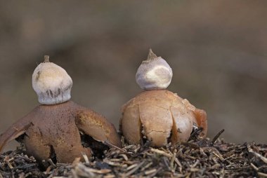 Geastrum pectinatum, gagalı dünya yıldızı ya da beret toprak yıldızı olarak da bilinir. Geastrum pectinatum, Dünya Yıldızı ailesine ait yenilemez bir mantar türüdür.