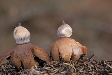 Geastrum pectinatum, known as the beaked earthstar or the beret earthstar, wild mushroom from Romania.Geastrum pectinatum is an inedible species of mushroom belonging to the earthstar family clipart