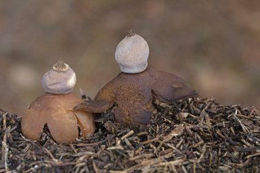 Geastrum pectinatum, gagalı dünya yıldızı ya da beret toprak yıldızı olarak da bilinir. Geastrum pectinatum, Dünya Yıldızı ailesine ait yenilemez bir mantar türüdür.