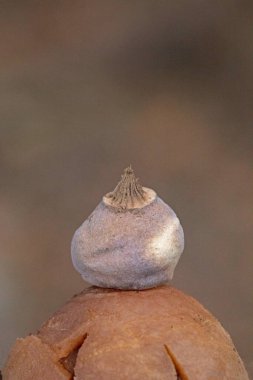 A closeup shot of a Geastrum pectinatum, an inedible species of mushroom belonging to the earthstar family.  clipart