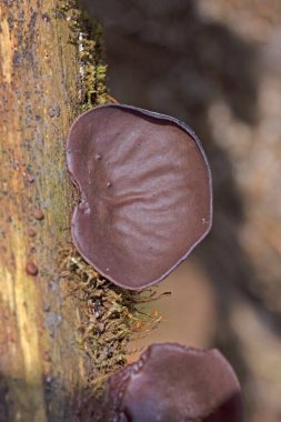 Ölü ağaç gövdesinde Auricularia auricula judae. Ormanda, Orman Kulağı, Yahudi kulağı veya Jöle Kulağı (Auricularia auricula-judae) olarak bilinen yenilebilir mantarlar..