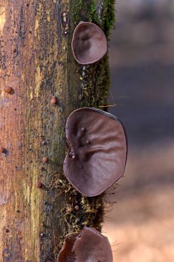 Ölü ağaç gövdesinde Auricularia auricula judae. Ormanda, Orman Kulağı, Yahudi kulağı veya Jöle Kulağı (Auricularia auricula-judae) olarak bilinen yenilebilir mantarlar..