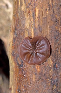 Ölü ağaç gövdesinde Auricularia auricula judae. Ormanda, Orman Kulağı, Yahudi kulağı veya Jöle Kulağı (Auricularia auricula-judae) olarak bilinen yenilebilir mantarlar..