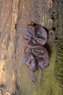 Ölü ağaç gövdesinde Auricularia auricula judae. Ormanda, Orman Kulağı, Yahudi kulağı veya Jöle Kulağı (Auricularia auricula-judae) olarak bilinen yenilebilir mantarlar..