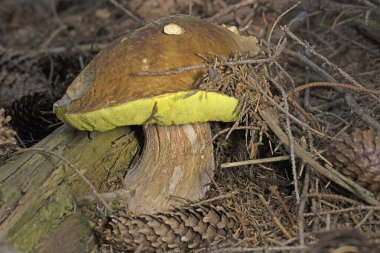 Boletus edulis - edible mushroom.Delicious mushroom.  Fungus in the natural environment. Porcini Mushroom in Natural Wild Mountain. Romania, Europa clipart