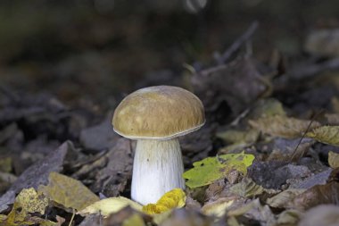 Boletus edulis - edible mushroom.Delicious mushroom.  Fungus in the natural environment. Porcini Mushroom in Natural Wild Mountain. Romania, Europa clipart