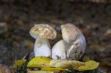 Boletus edulis - edible mushroom.Delicious mushroom.  Fungus in the natural environment. Porcini Mushroom in Natural Wild Mountain. Romania, Europa clipart