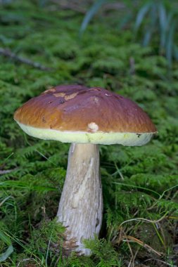 Boletus edulis - yenilebilir mantar. Lezzetli mantar. Doğal ortamda mantar. Doğal Vahşi Dağ 'daki Porcini Mantarı. Romanya ve Europa
