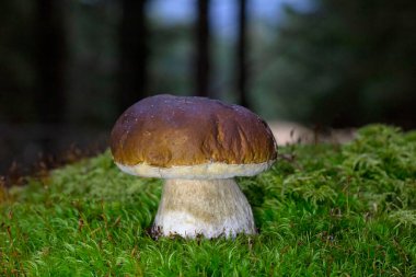 Boletus edulis - yenilebilir mantar. Lezzetli mantar. Doğal ortamda mantar. Doğal Vahşi Dağ 'daki Porcini Mantarı. Romanya ve Europa