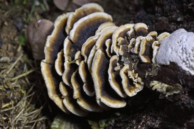 Bjerkandera adusta, Meruliaceae familyasından bir mantar türüdür.. 