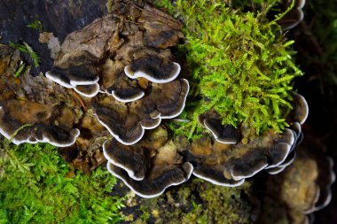 Bjerkandera adusta, Meruliaceae familyasından bir mantar türüdür.. 