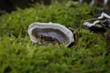 Bjerkandera adusta, Meruliaceae familyasından bir mantar türüdür.. 