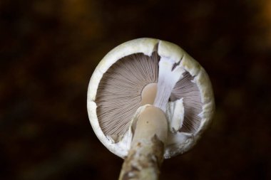 Agaricus Silvicola, Agaricus mantarı ya da agaricus mantarı olarak da bilinen bir mantar türüdür. 