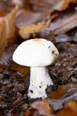 Agaricus silvicola, also known as the wood mushroom or woodland agaricus is a species of Agaricus mushroom related to the button  clipart