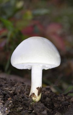 Agaricus Silvicola, Agaricus mantarı ya da agaricus mantarı olarak da bilinen bir mantar türüdür. 