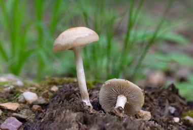 Agrocybe praecox is commonly known as the spring fieldcap, spring agrocybe or early agrocybe. Is a species of brown-spored mushroom which appears early in the year in woods, gardens and fields. clipart