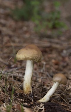 Agrocybe praecox genellikle bahar alan kapağı, bahar agrocybe veya erken agrocybe olarak bilinir. Kahverengi sporlu bir mantar türüdür ve yılın başlarında ormanlarda, bahçelerde ve tarlalarda ortaya çıkar..