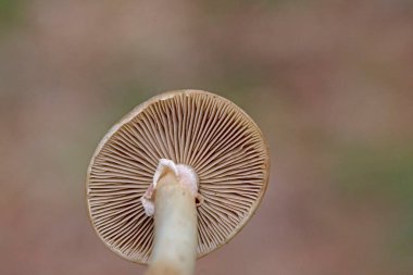 Agrocybe praecox genellikle bahar alan kapağı, bahar agrocybe veya erken agrocybe olarak bilinir. Kahverengi sporlu bir mantar türüdür ve yılın başlarında ormanlarda, bahçelerde ve tarlalarda ortaya çıkar..
