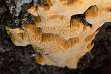 Auriporia aurulenta, ilk olarak yaşlı dağlarda ya da olgun kozalaklı ağaçlarda oluşan nadir bulunan bir lignicolous saprotroph..