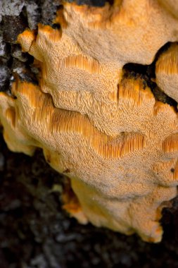 Auriporia aurulenta, ilk olarak yaşlı dağlarda ya da olgun kozalaklı ağaçlarda oluşan nadir bulunan bir lignicolous saprotroph..