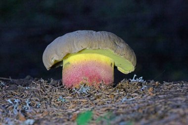 Caloboletus calopus, commonly known as the bitter bolete, bitter beech bolete or scarlet-stemmed bolete, is a fungus of the bolete family, found in Asia, Northern Europe and North America clipart