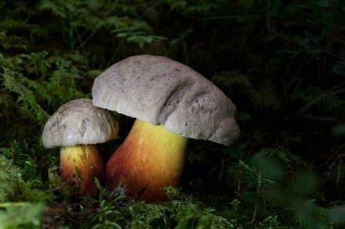 Caloboletus calopus, commonly known as the bitter bolete, bitter beech bolete or scarlet-stemmed bolete, is a fungus of the bolete family, found in Asia, Northern Europe and North America clipart