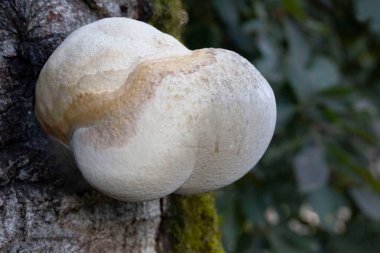 Fomitopsis betulina (Piptoporus betulinus), huş ağacı poliporu, huş kökü mantarı olarak da bilinir ve adından da anlaşılacağı gibi, neredeyse sadece huş ağaçlarında yetişir.