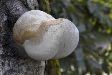 Fomitopsis betulina (Piptoporus betulinus), huş ağacı poliporu, huş kökü mantarı olarak da bilinir ve adından da anlaşılacağı gibi, neredeyse sadece huş ağaçlarında yetişir.