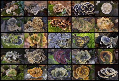  Wild Mushroom Collage. Collection of photos of various edible and inedible mushrooms photographed in the forest. Trametes versicolor, Bjerkandera adusta, Stereum hirsutum, Cerrena unicolor clipart